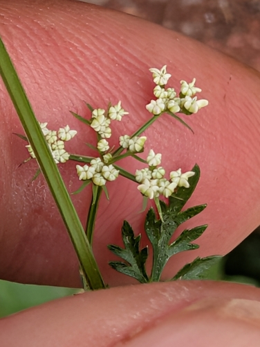 Aethusa cynapium, photograph 6