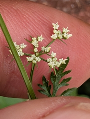 Aethusa cynapium, photograph author not stated, no rights reserved