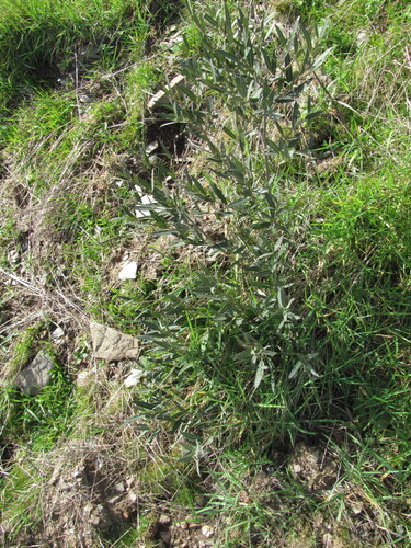 Phillyrea angustifolia
