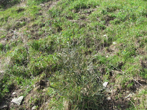 Phillyrea angustifolia
