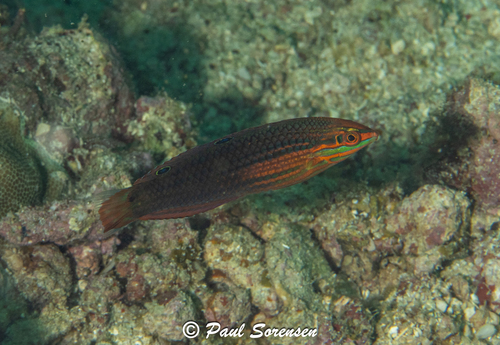 Halichoeres biocellatus observed 2026-08-23