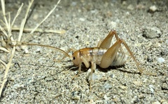 Ceuthophilus hesperus