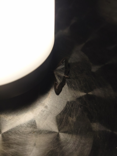 Box Tree Moth