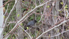 Dumetella carolinensis