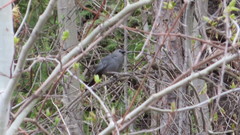 Dumetella carolinensis