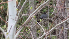 Dumetella carolinensis