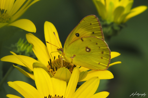 Orange Sulphur