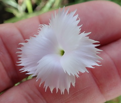 Dianthus zeyheri