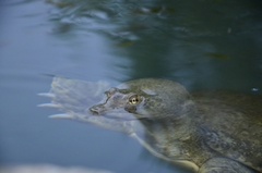 Apalone spinifera atra