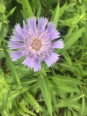 Stokesia laevis