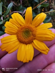 Coleostephus myconis