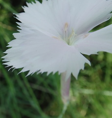 Dianthus zeyheri