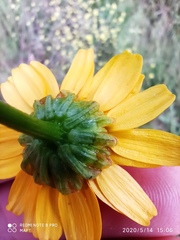 Coleostephus myconis