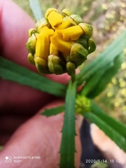 Coleostephus myconis