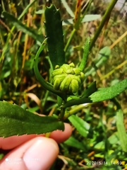 Coleostephus myconis