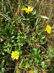 Coleostephus myconis