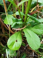 Coleostephus myconis