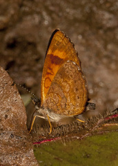 Tegosa etia
