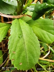 Coleostephus myconis