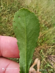 Coleostephus myconis