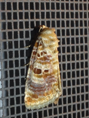 Diastema tigris