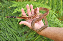 Masticophis flagellum piceus