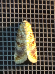 Diastema tigris
