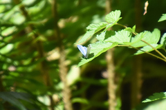Celastrina echo