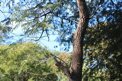 Albizia harveyi