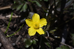 Ranunculus hispidus nitidus