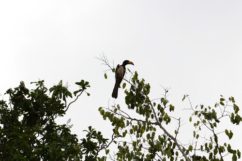 Congo Pied Hornbill