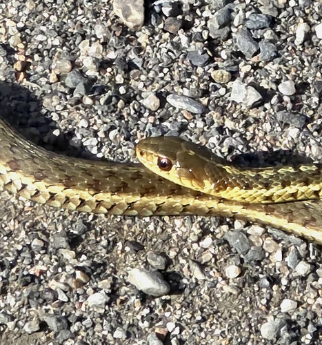 Common Garter Snake