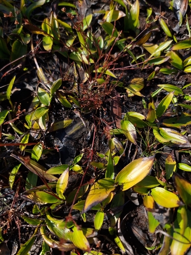 Potamogeton polygonifolius, photograph 3
