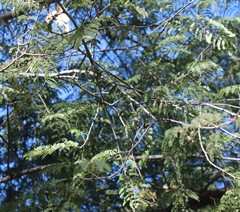 Albizia harveyi