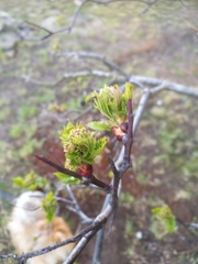 Acer platanoides