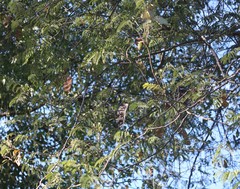Albizia harveyi