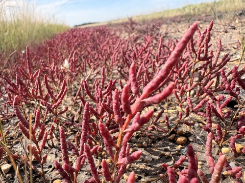red glasswort