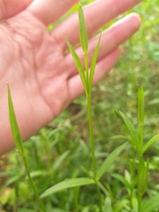 Dianthus deltoides