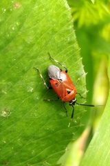 Deraeocoris punctum