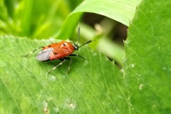 Deraeocoris punctum