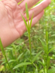 Dianthus deltoides