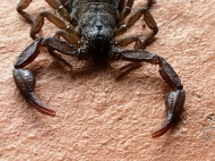 Vaejovis mexicanus