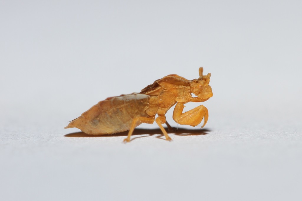 Jagged Ambush Bugs