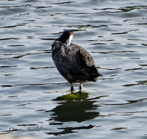 iNaturalist image