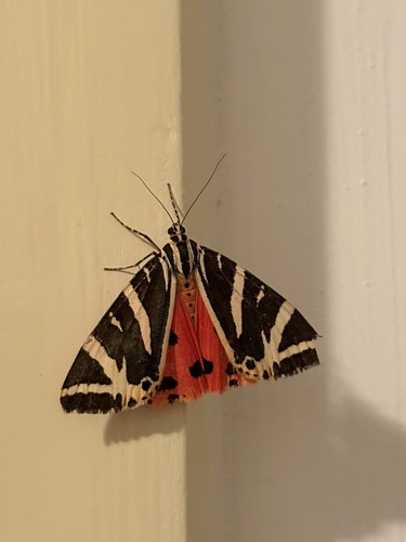 Jersey Tiger