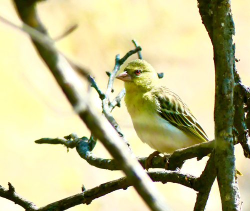 Southern Masked Weaver