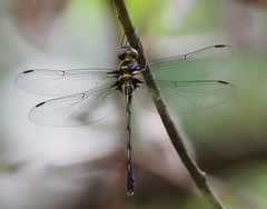Macromidia rapida