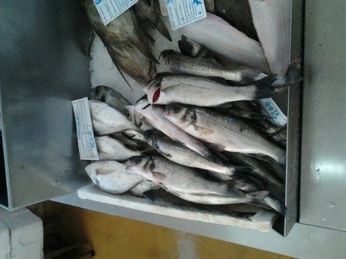 Dicentrarchus labrax