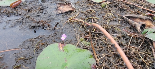 Utricularia purpurea, photograph 2