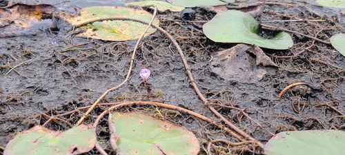 Utricularia purpurea, photograph 3
